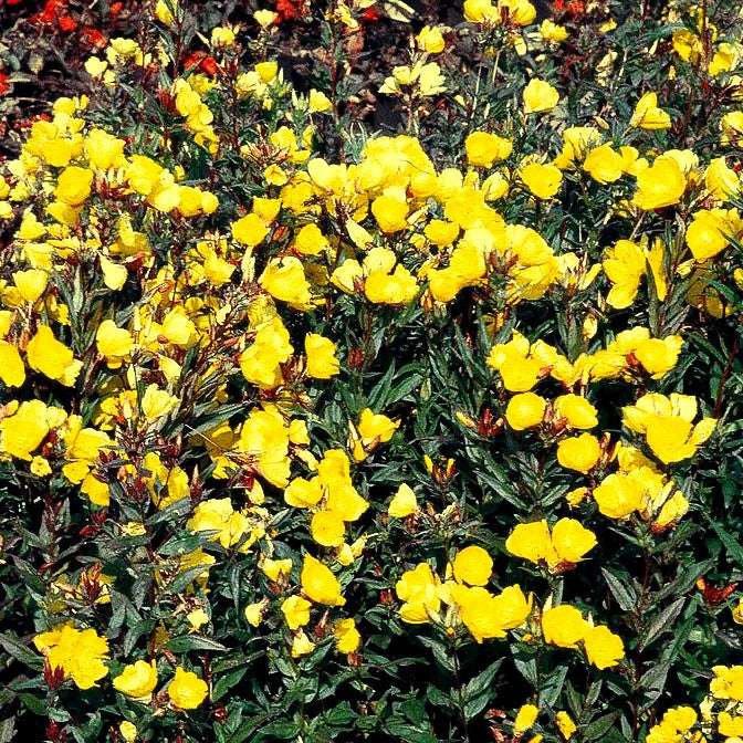 Rotstängelige Nachtkerze 'Sonnenwende' (Oenothera tetragona)