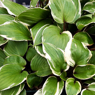 Rotstielige Gelbrand-Funkie 'Sorbet' (Hosta x cult.)