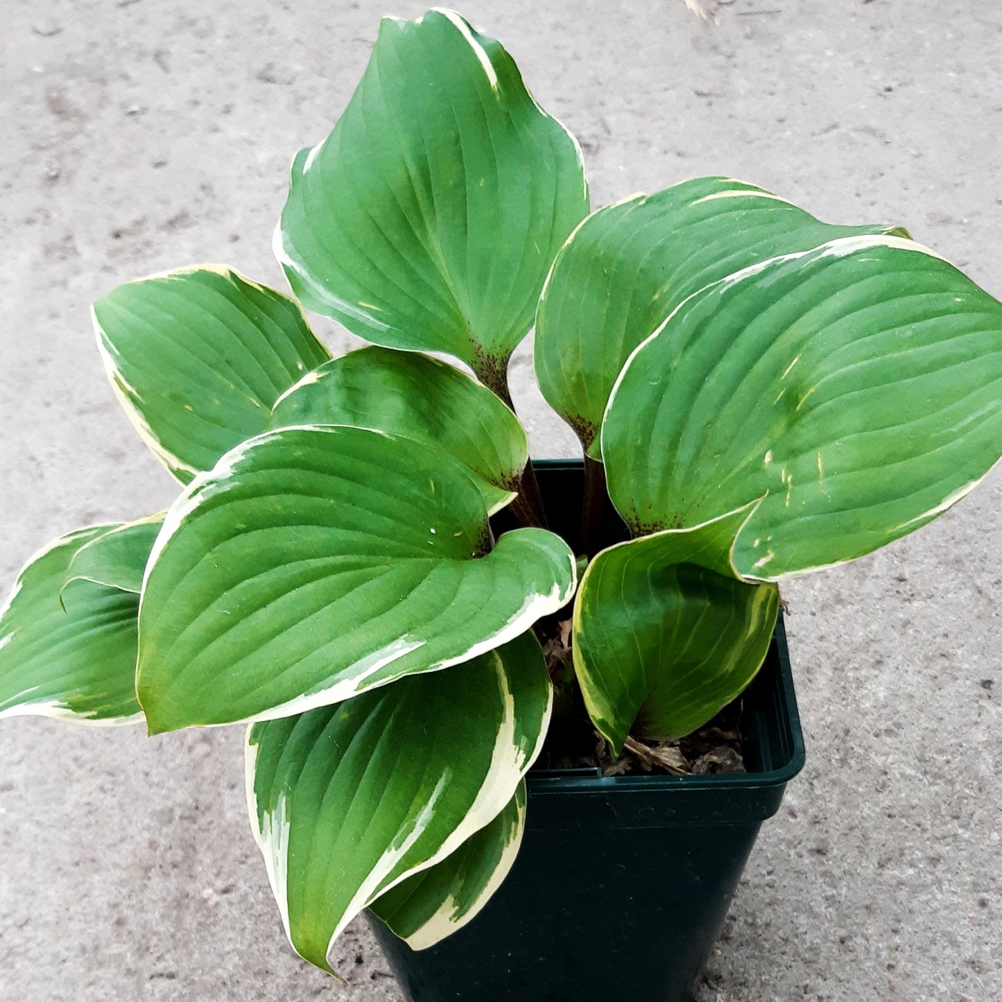 Rotstielige Gelbrand-Funkie 'Sorbet' (Hosta x cult.)