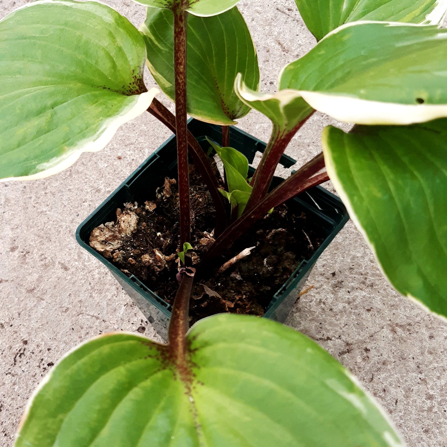 Rotstielige Gelbrand-Funkie 'Sorbet' (Hosta x cult.)