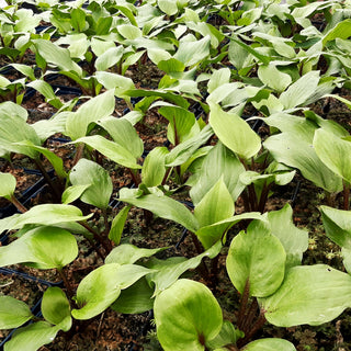 Rotstielige Lanzen-Funkie 'Gooseberry Sundae' (Hosta lancifolia)