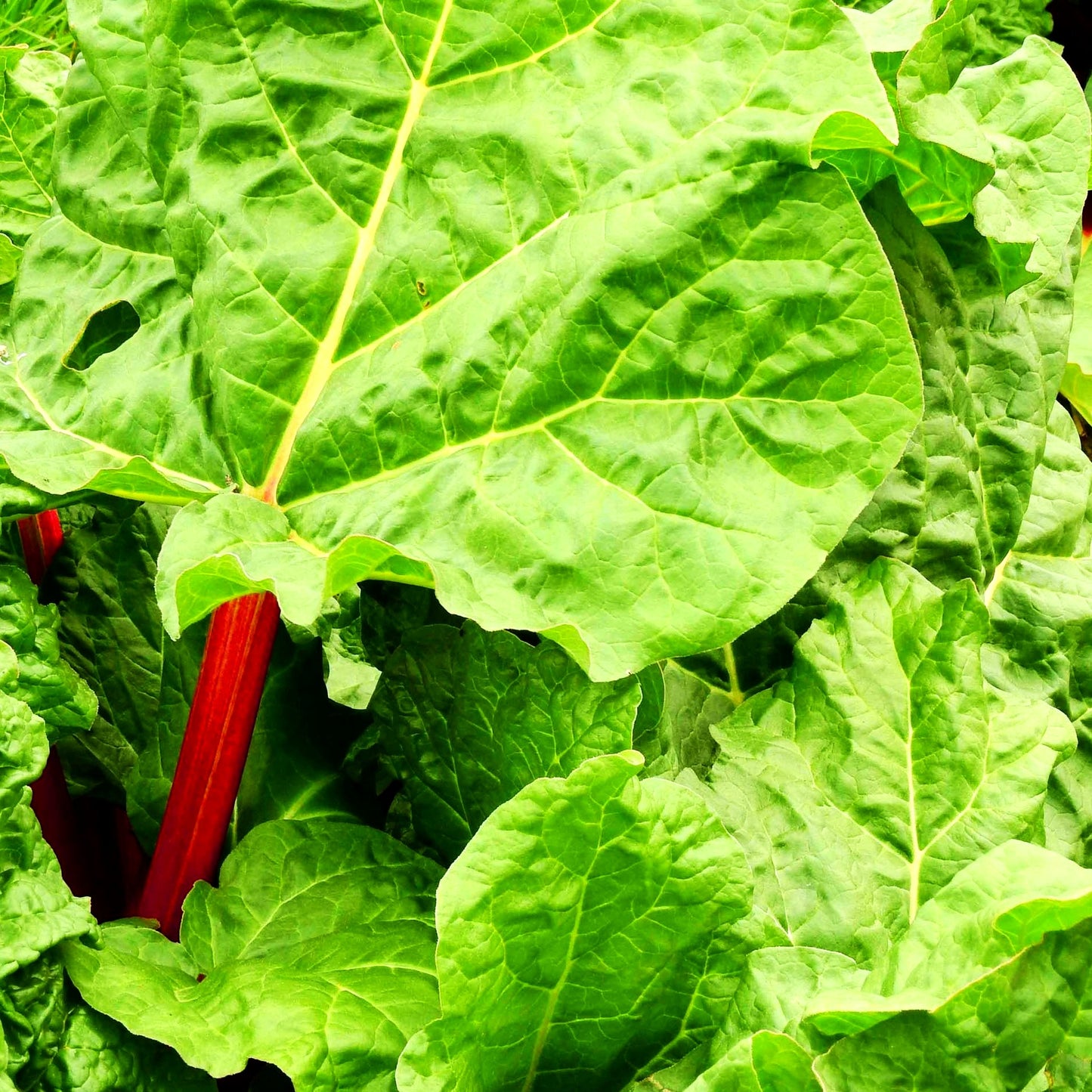 Rotstieliger Rhabarber 'Holsteiner Blut' (Rheum rhabarbarum)