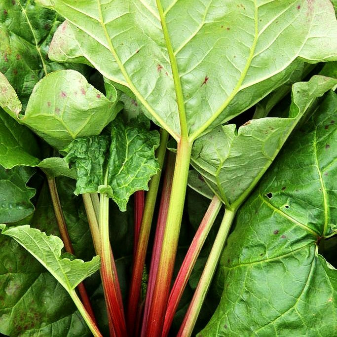 Rotstieliger Rhabarber 'Holsteiner Blut' (Rheum rhabarbarum)