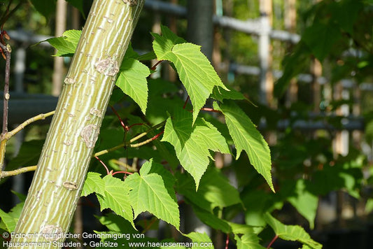 Rotstieliger Schlangenhaut-Ahorn (Acer capillipes)