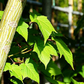 Rotstieliger Schlangenhaut-Ahorn (Acer capillipes)