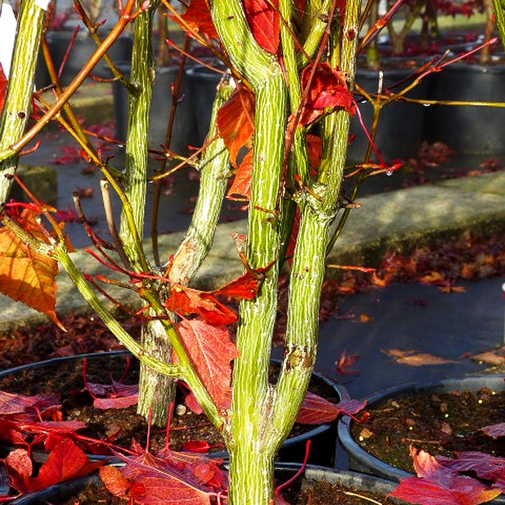 Rotstieliger Schlangenhaut-Ahorn (Acer capillipes)