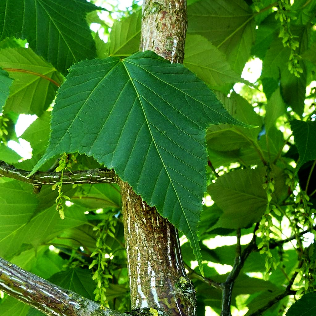 Rotstieliger Schlangenhaut-Ahorn (Acer capillipes)