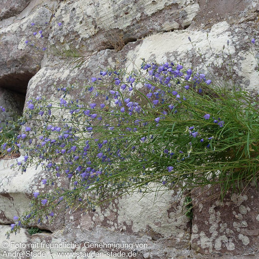Rundblättrige Glockenblume (Campanula rotundifolia)