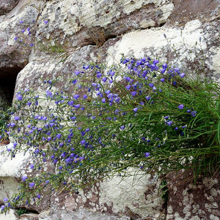 Rundblättrige Glockenblume (Campanula rotundifolia)