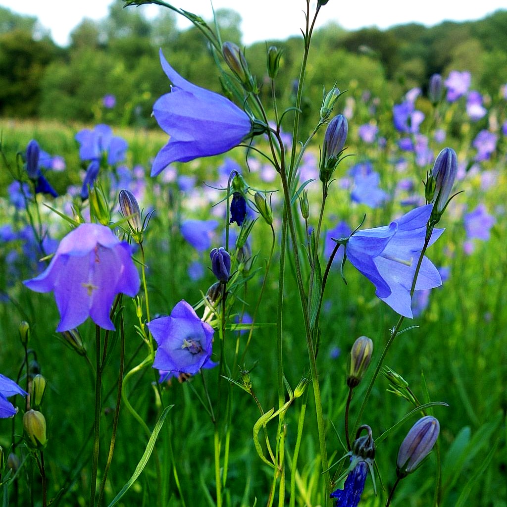Rundblättrige Glockenblume (Campanula rotundifolia)