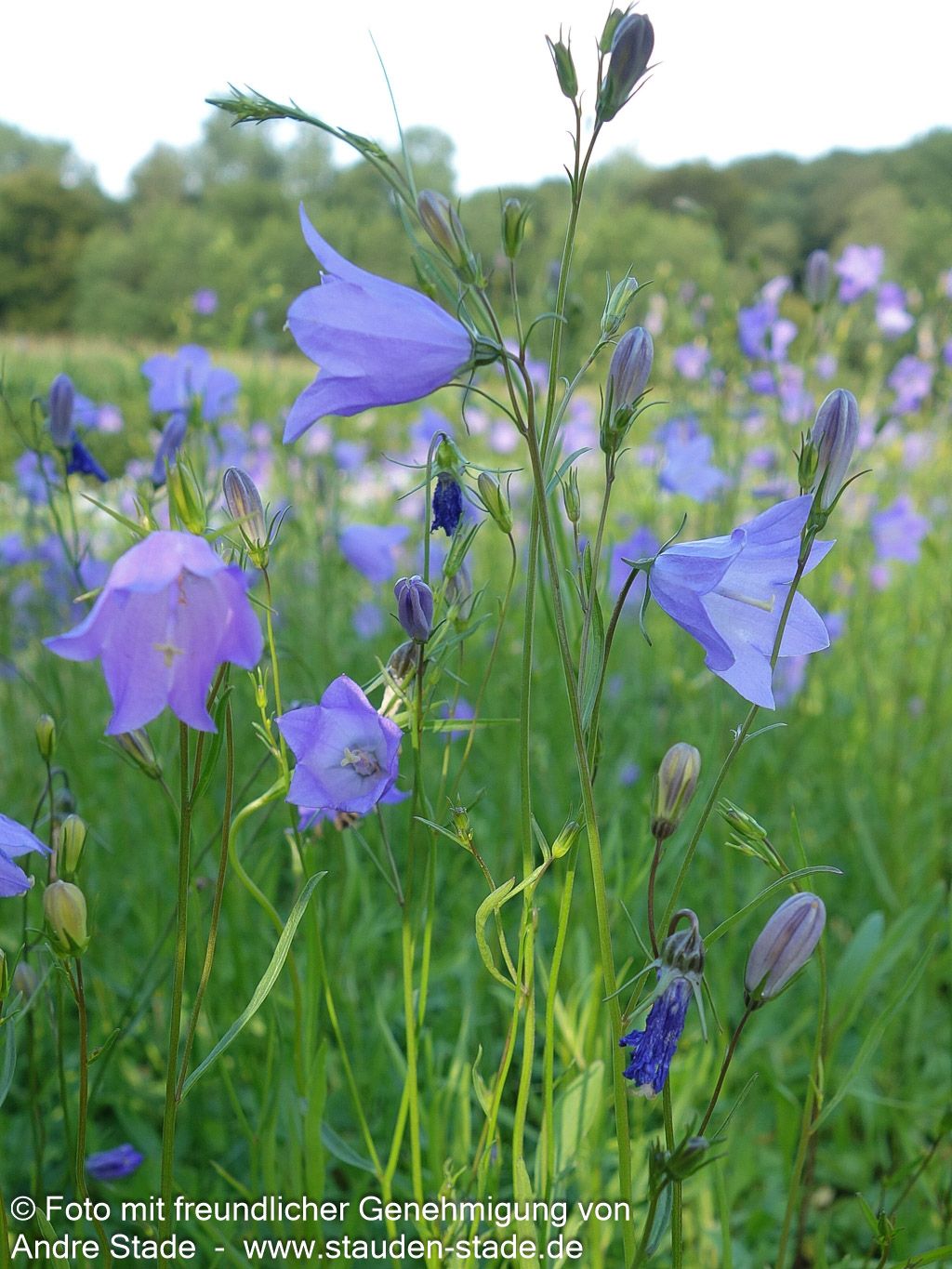 Rundblättrige Glockenblume (Campanula rotundifolia)