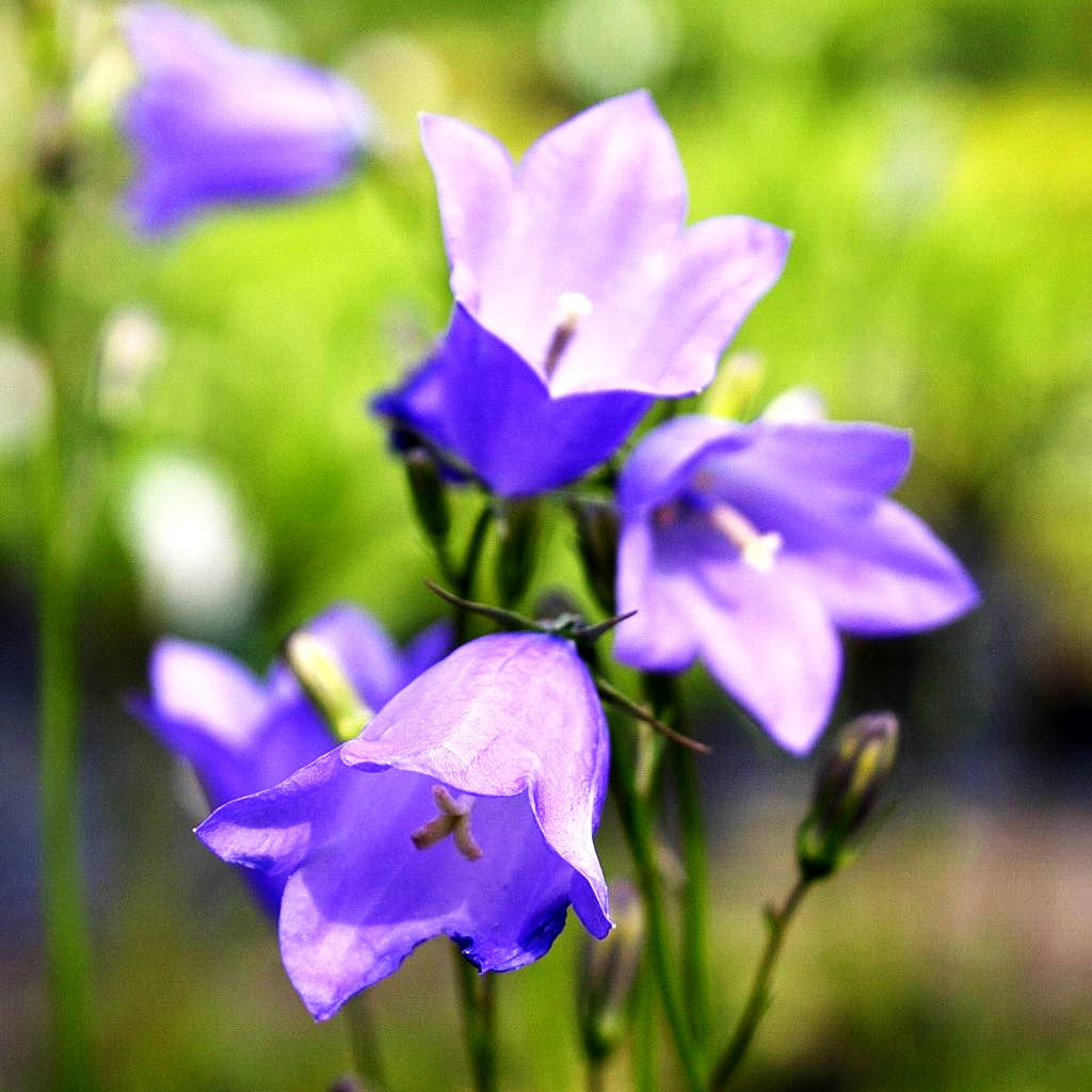 Rundblättrige Glockenblume (Campanula rotundifolia)