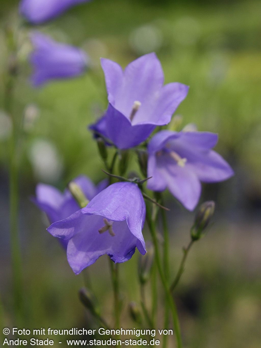 Rundblättrige Glockenblume (Campanula rotundifolia)