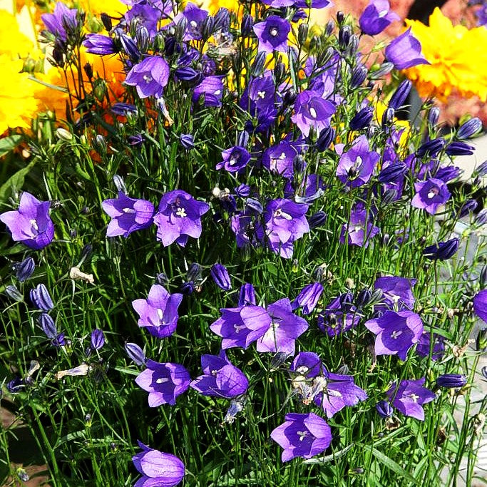 Rundblättrige Glockenblume (Campanula rotundifolia)