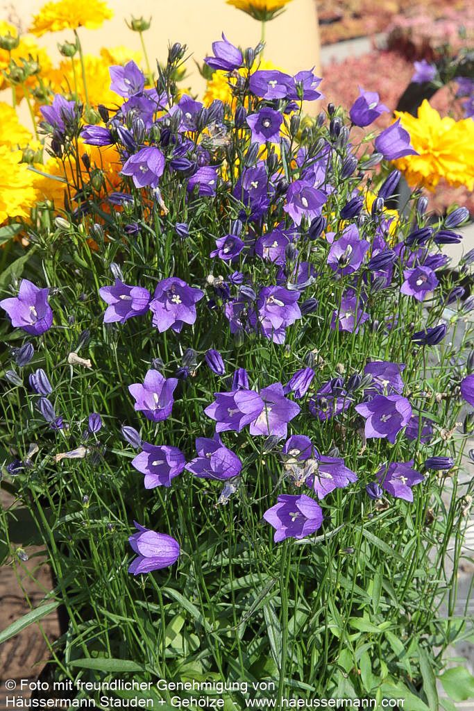 Rundblättrige Glockenblume (Campanula rotundifolia)