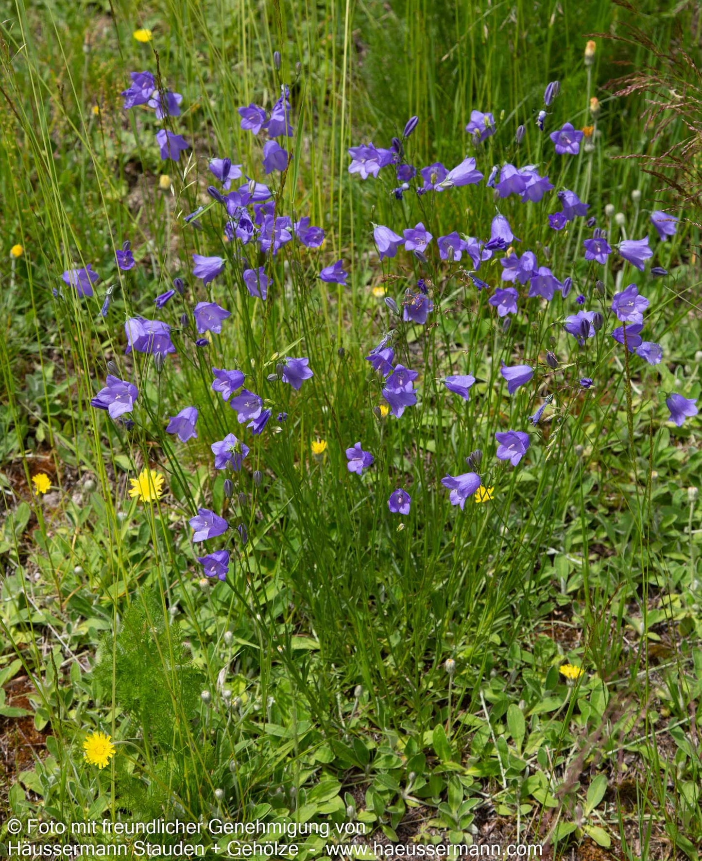 Rundblättrige Glockenblume (Campanula rotundifolia)