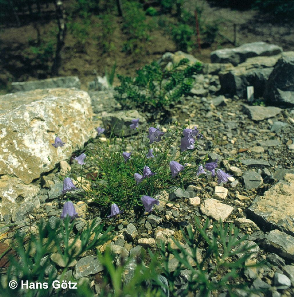 Rundblättrige Glockenblume (Campanula rotundifolia)