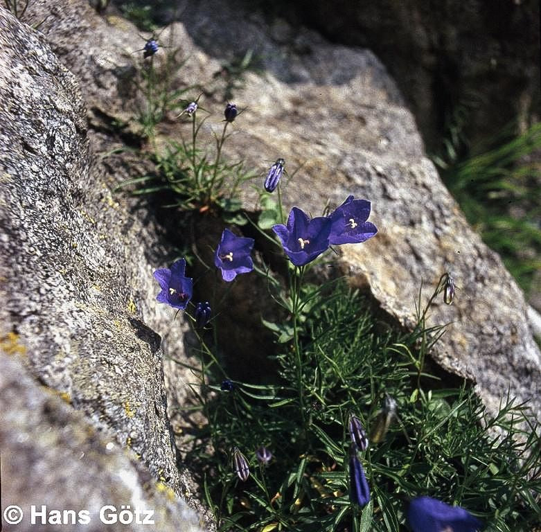 Rundblättrige Glockenblume (Campanula rotundifolia)