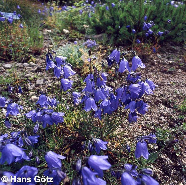 Rundblättrige Glockenblume (Campanula rotundifolia)