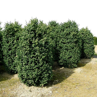 Rundblättriger Buchsbaum 'Rotundifolia' (Buxus sempervirens)