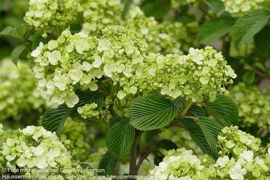 Rundblättriger Japan-Schneeball 'Popcorn' (Viburnum plicatum)