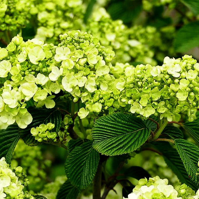 Rundblättriger Japan-Schneeball 'Popcorn' (Viburnum plicatum)