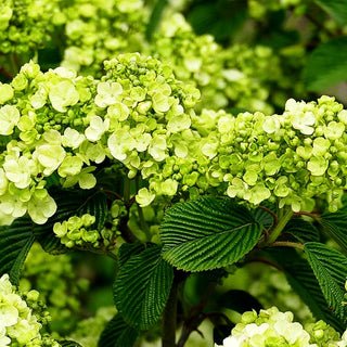 Rundblättriger Japan-Schneeball 'Popcorn' (Viburnum plicatum)