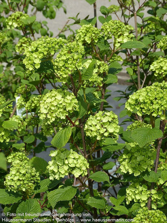 Rundblättriger Japan-Schneeball 'Rotundifolium' (Viburnum plicatum)