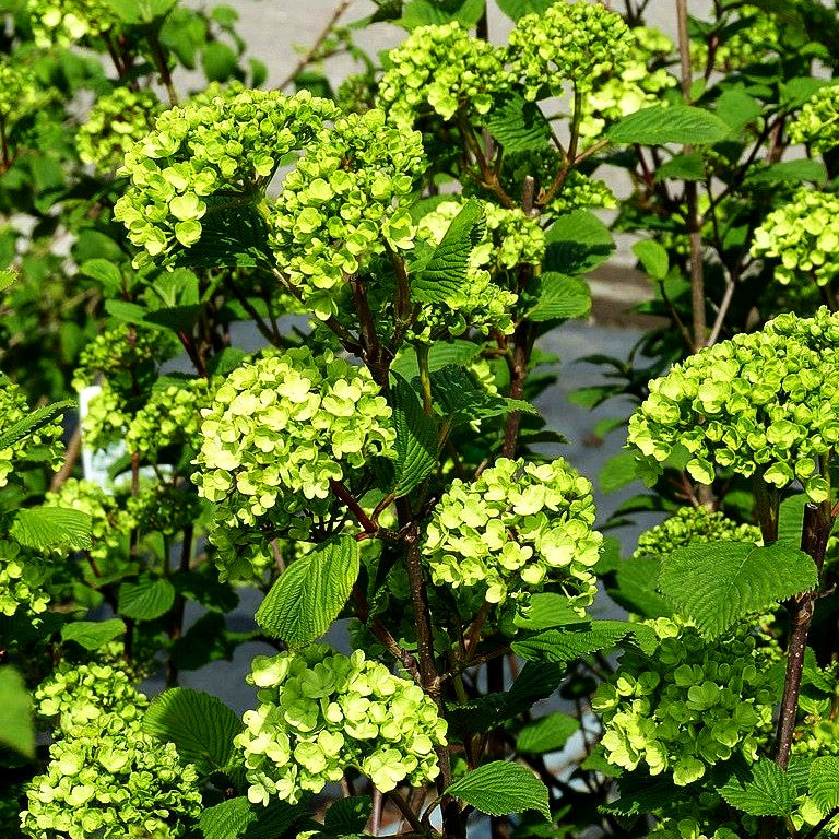 Rundblättriger Japan-Schneeball 'Rotundifolium' (Viburnum plicatum)