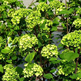 Rundblättriger Japan-Schneeball 'Rotundifolium' (Viburnum plicatum)