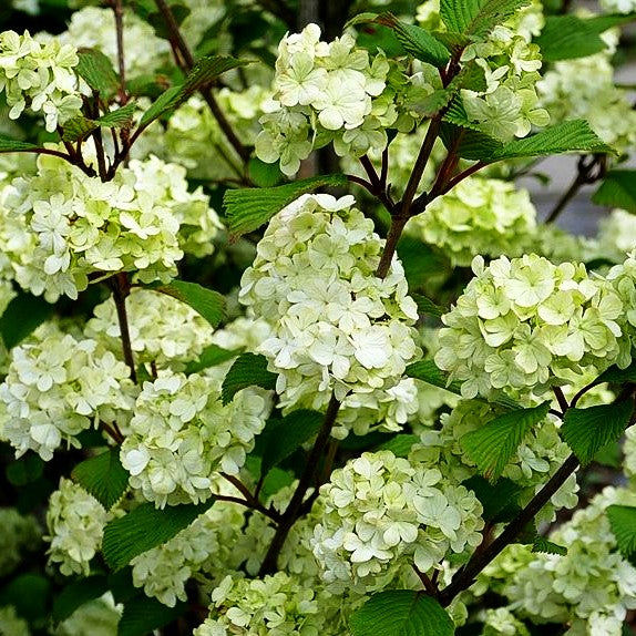 Rundblättriger Japan-Schneeball 'Rotundifolium' (Viburnum plicatum)
