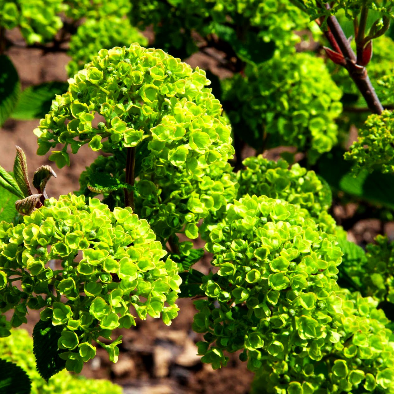 Rundblättriger Japan-Schneeball 'Rotundifolium' (Viburnum plicatum)