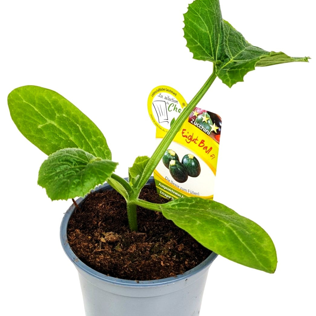 Runde grüne Zucchini 'Eight Ball' (Zucchini)