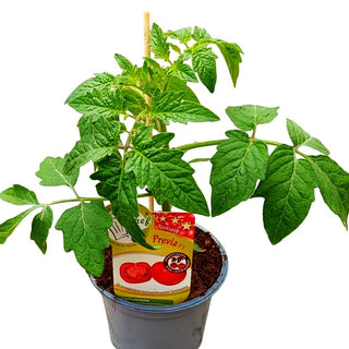 Runde Tomate 'Previa' (Tomate)