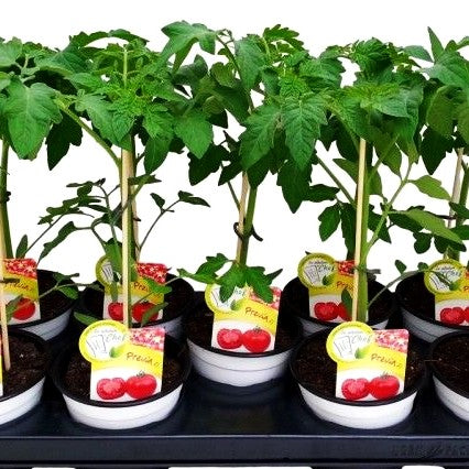 Runde Tomate 'Previa' (Tomate)