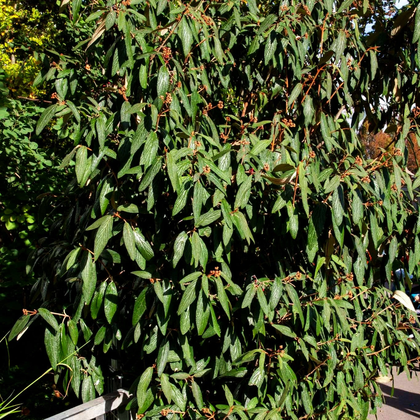 Runzelblättriger Schneeball (Viburnum rhytidophyllum)
