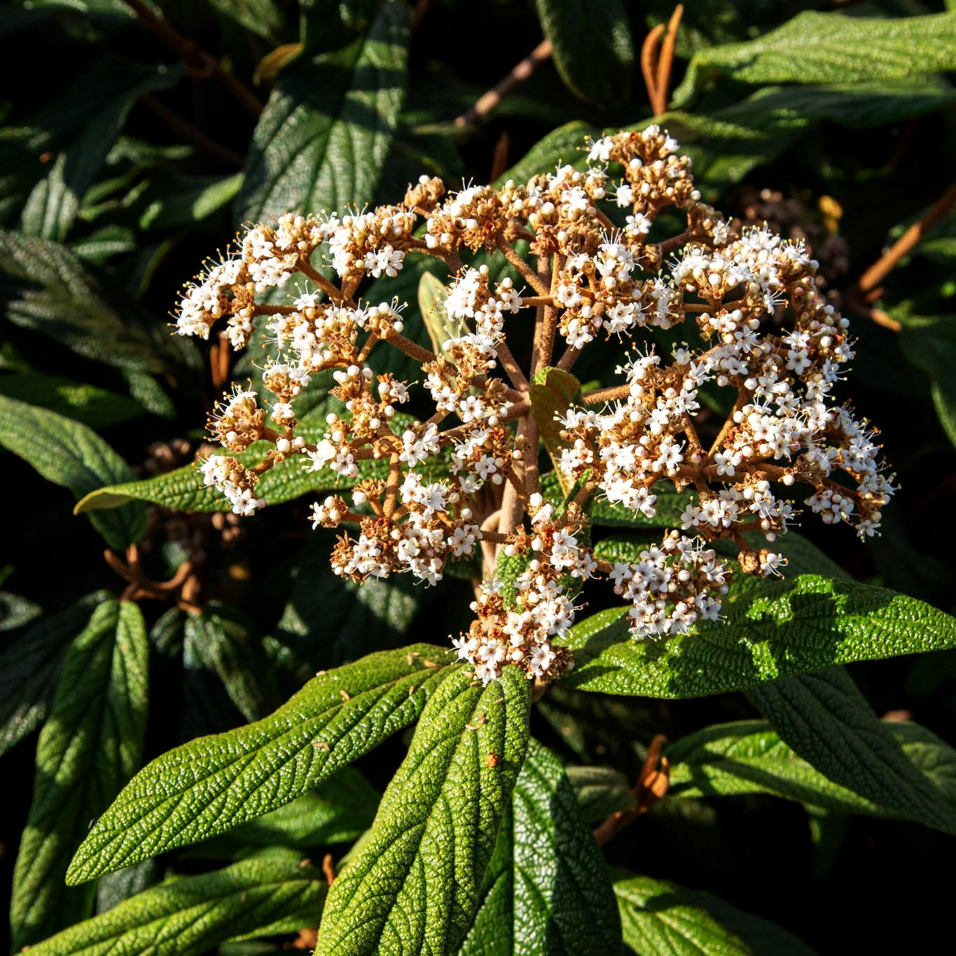 Runzelblättriger Schneeball (Viburnum rhytidophyllum)