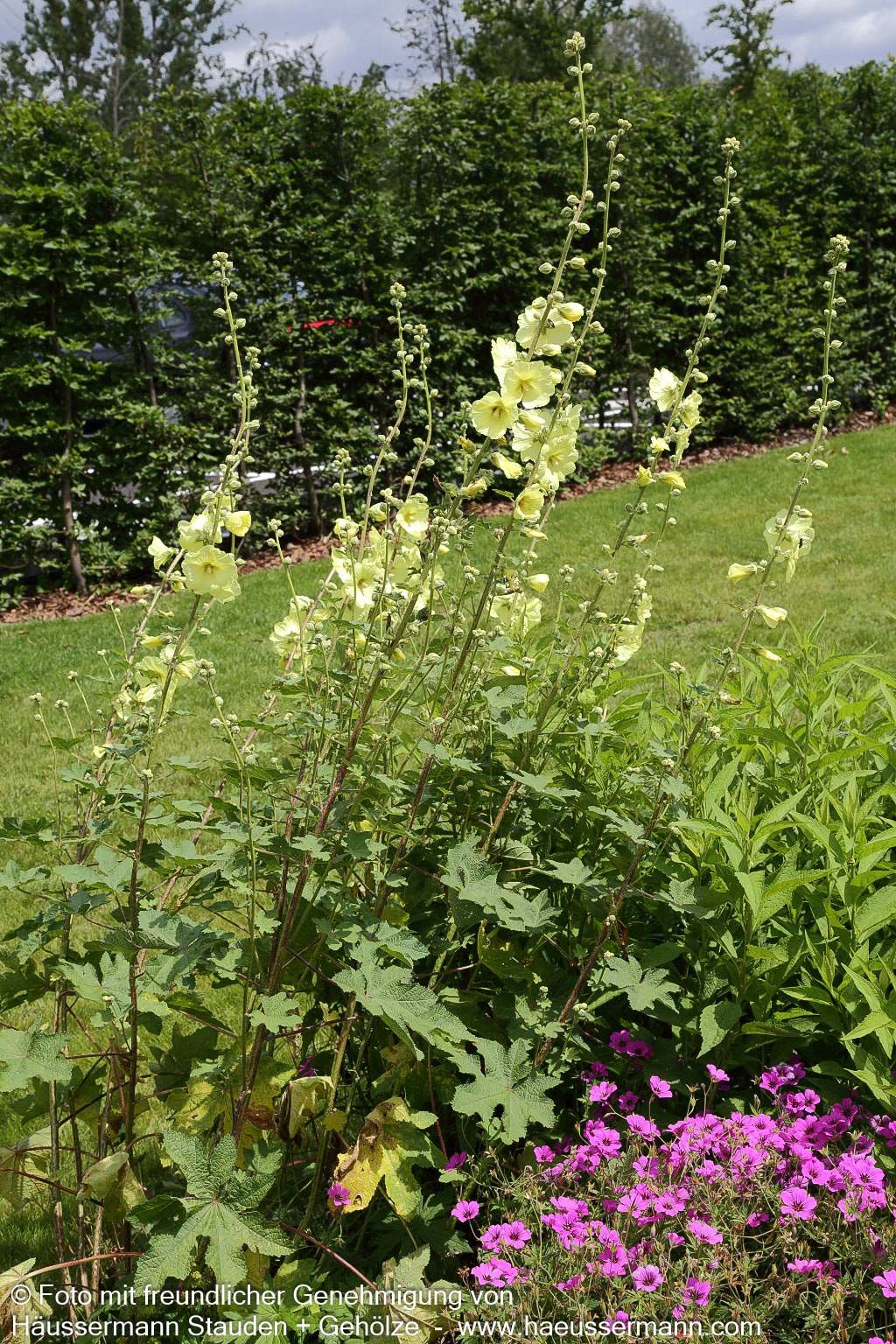Russische Stockrose (Alcea rugosa)