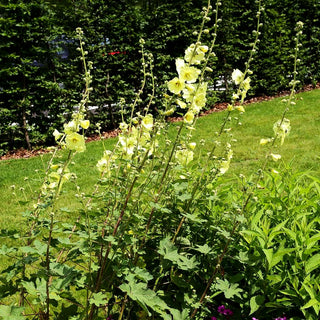 Russische Stockrose (Alcea rugosa)