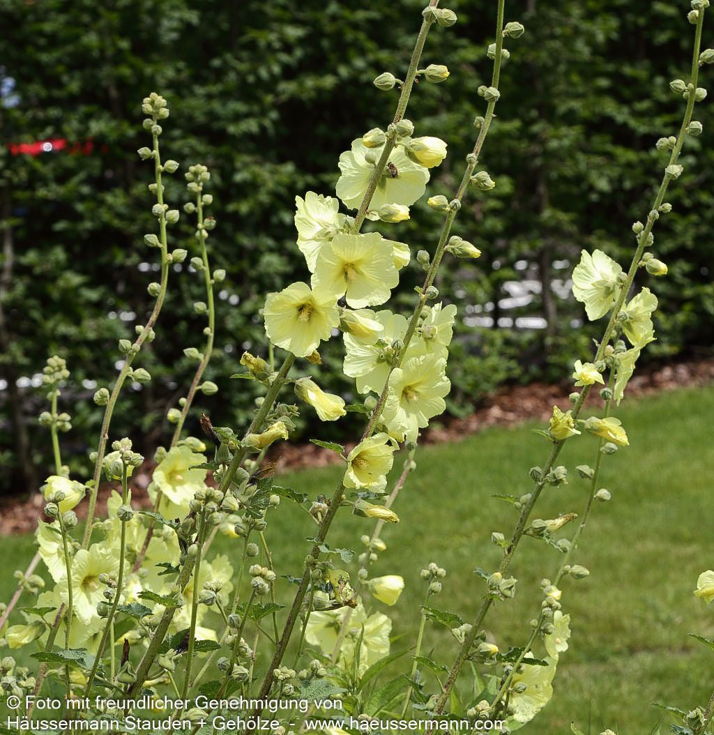Russische Stockrose (Alcea rugosa)
