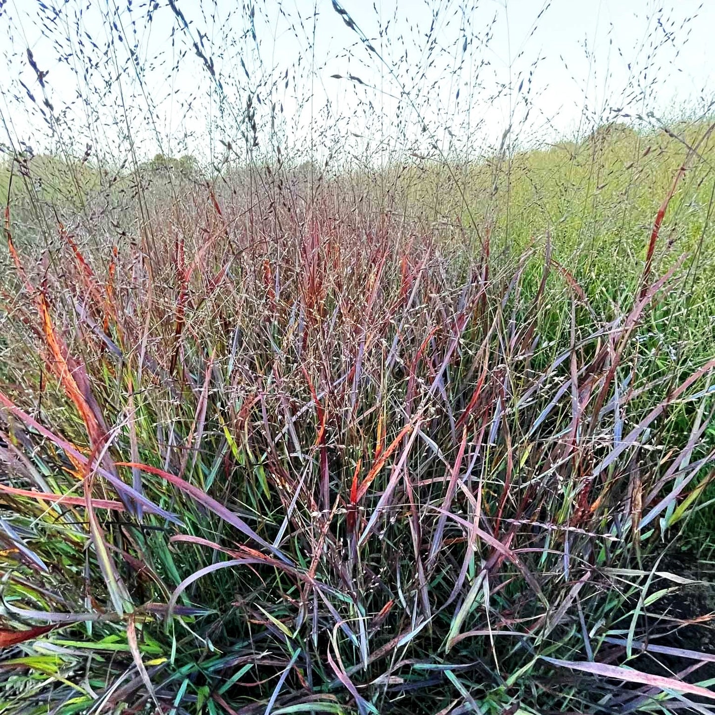 Ruten-Hirse 'Cheyenne Sky' (Panicum virgatum)