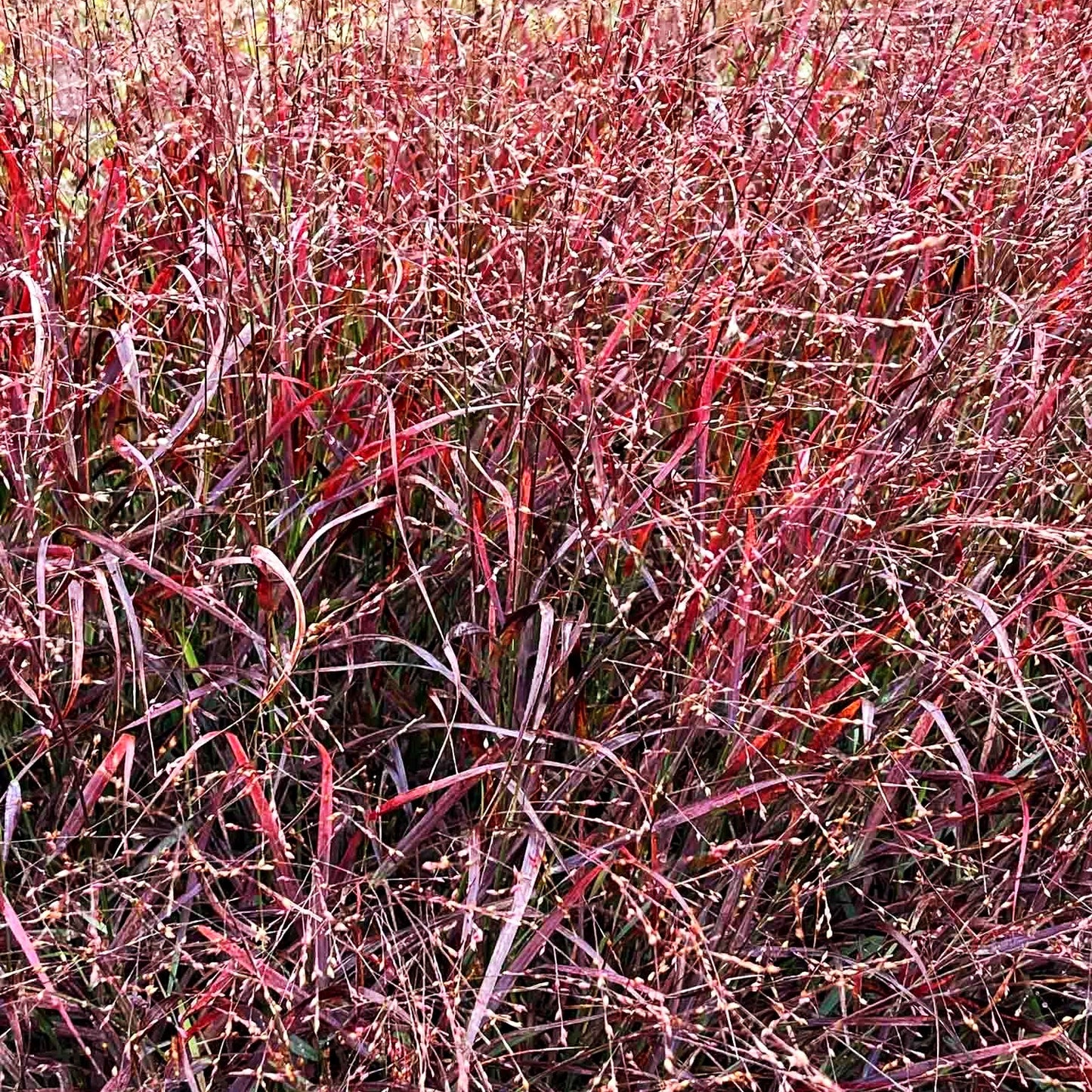 Ruten-Hirse 'Cheyenne Sky' (Panicum virgatum)