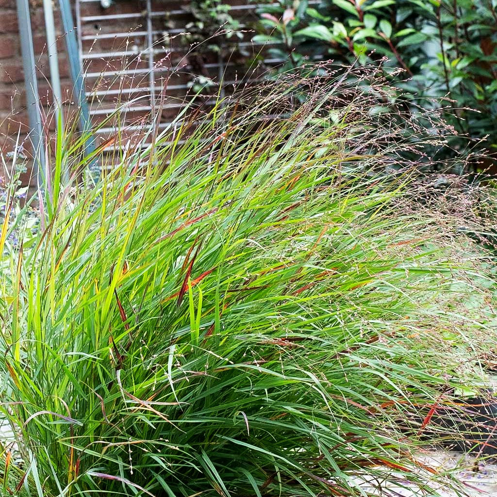 Ruten-Hirse 'Cheyenne Sky' (Panicum virgatum)