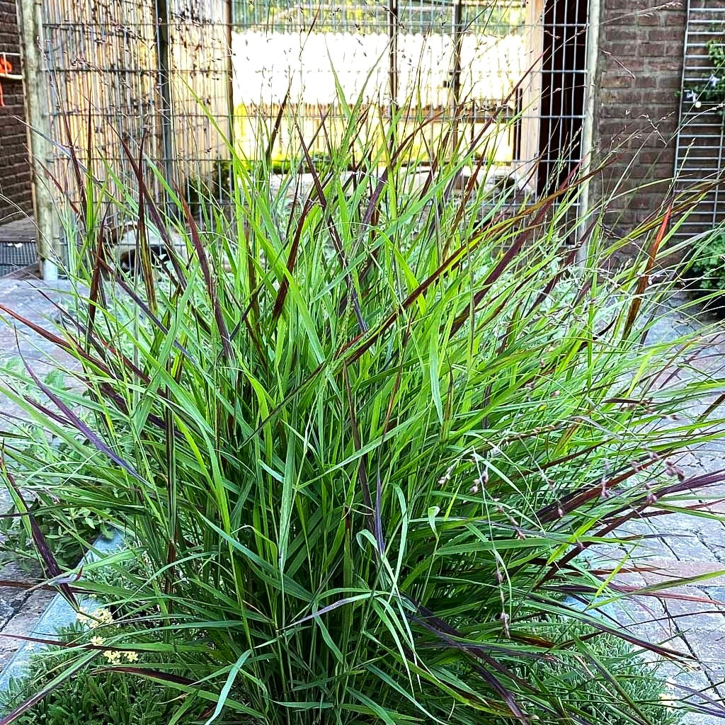 Ruten-Hirse 'Cheyenne Sky' (Panicum virgatum)
