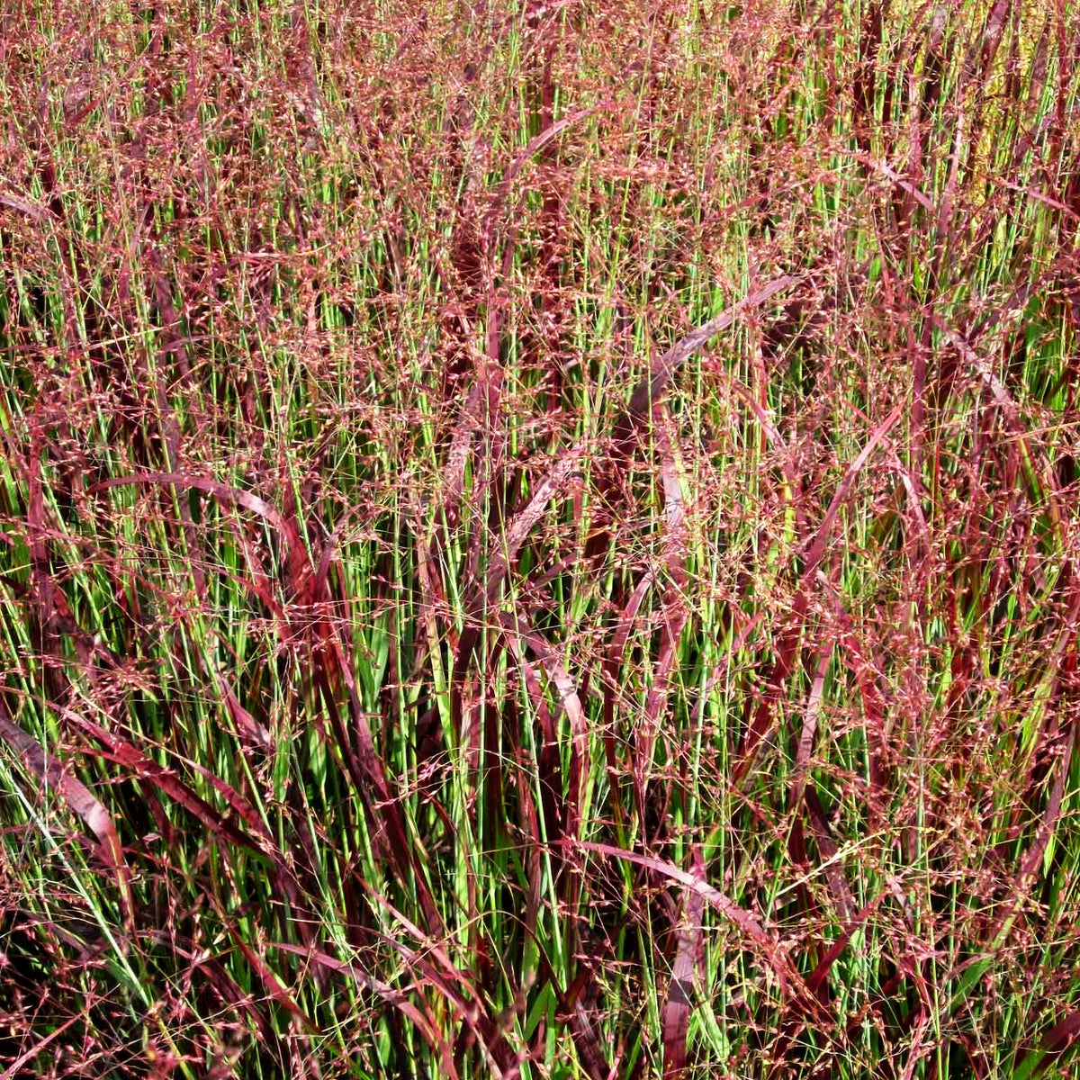 Ruten-Hirse 'Külsenmoor' (Panicum virgatum)