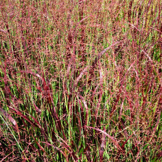Ruten-Hirse 'Külsenmoor' (Panicum virgatum)
