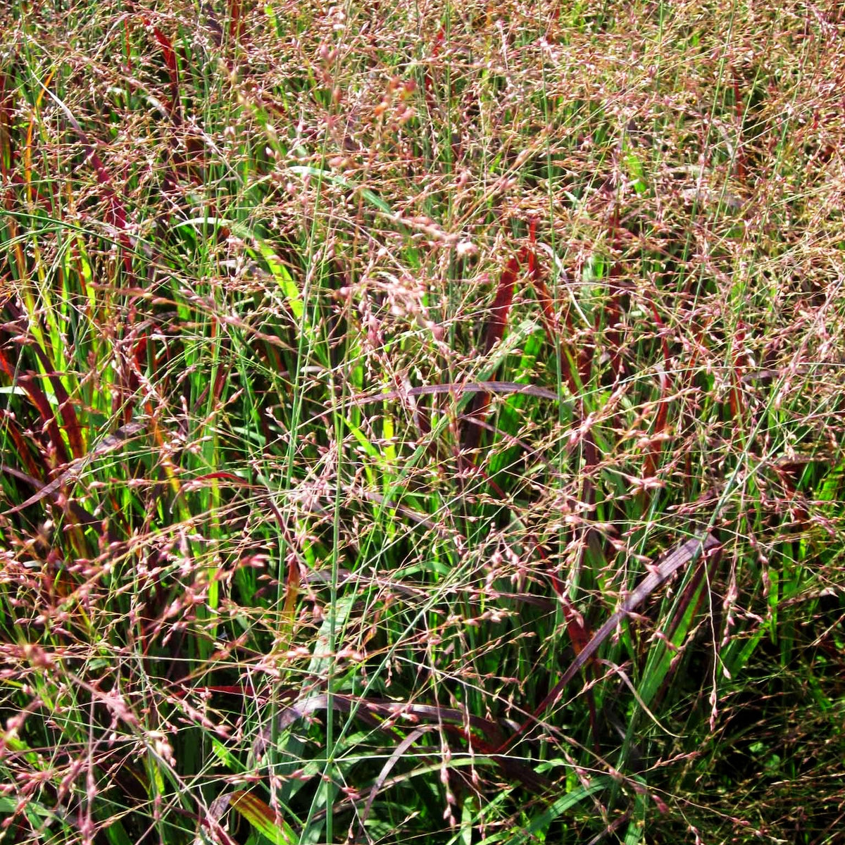 Ruten-Hirse 'Külsenmoor' (Panicum virgatum)