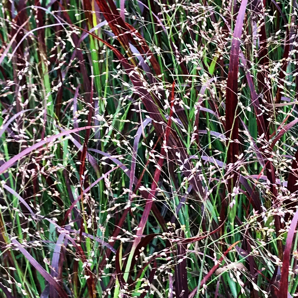 Ruten-Hirse 'Külsenmoor' (Panicum virgatum)
