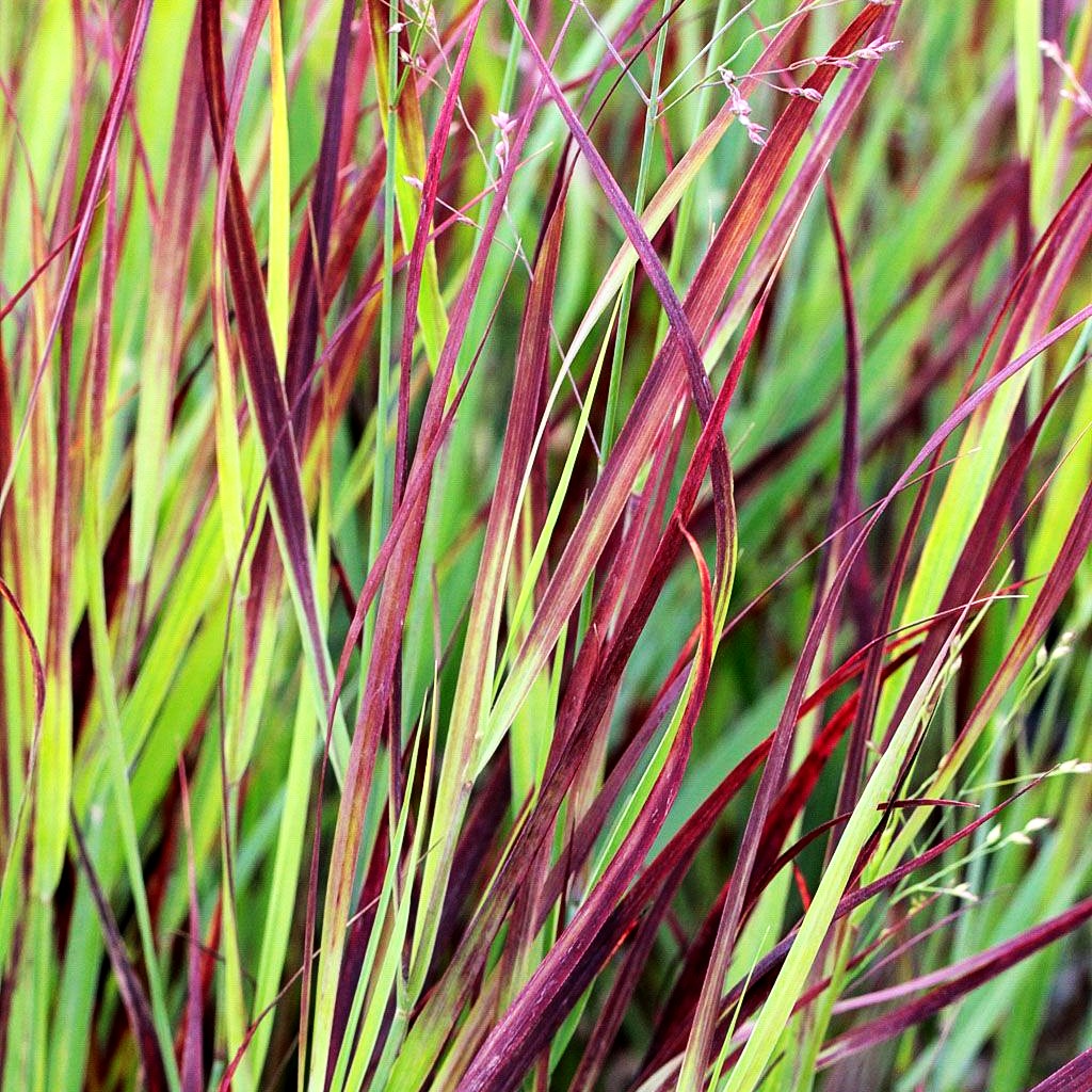 Ruten-Hirse 'Külsenmoor' (Panicum virgatum)