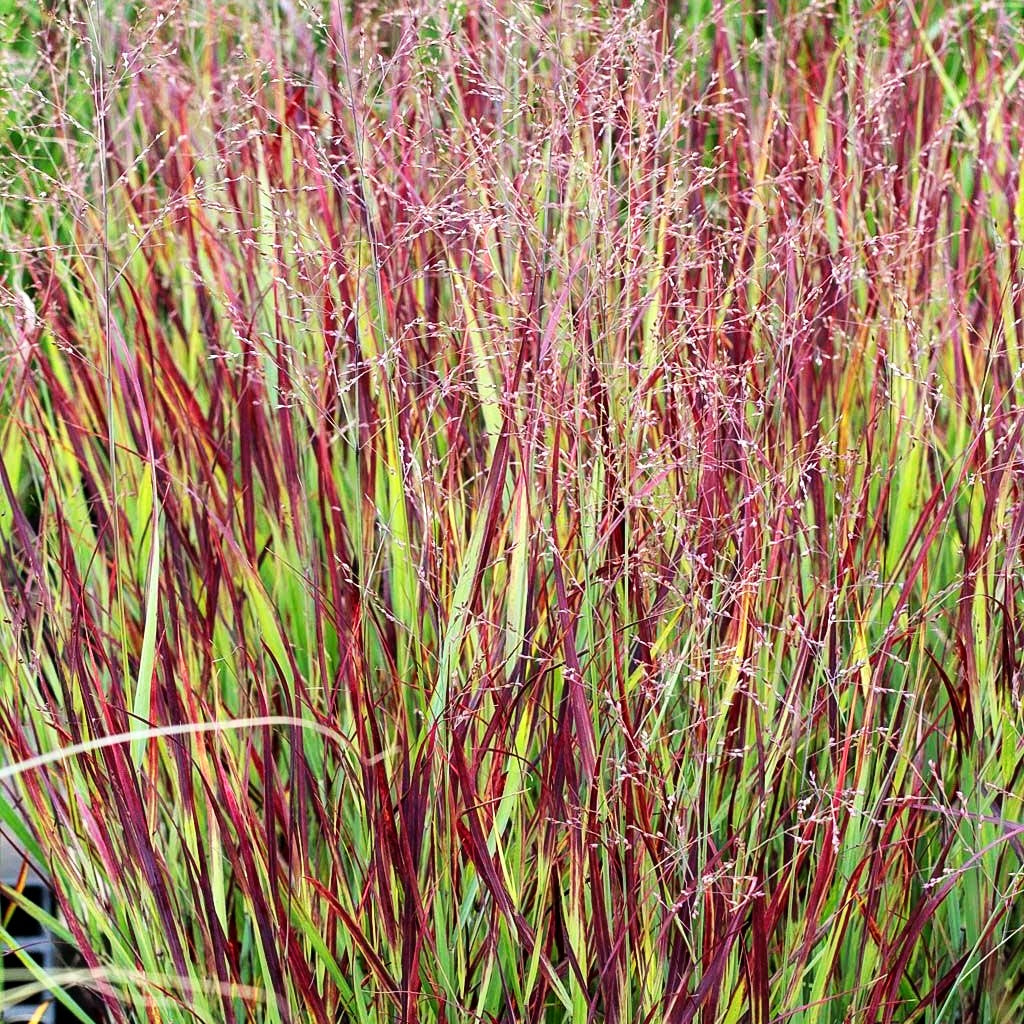 Ruten-Hirse 'Külsenmoor' (Panicum virgatum)